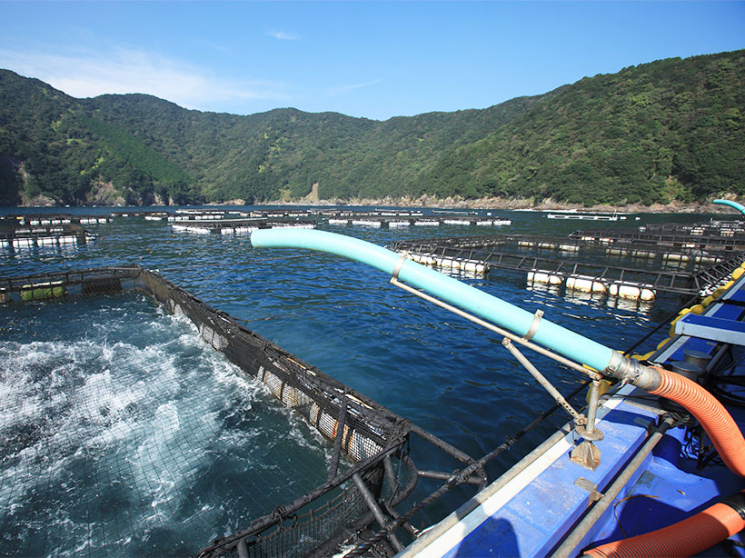 中部夏季特集：尾鷲物産　養殖ブリ増産・効率化を加速　稚魚用エサ攪拌自動化