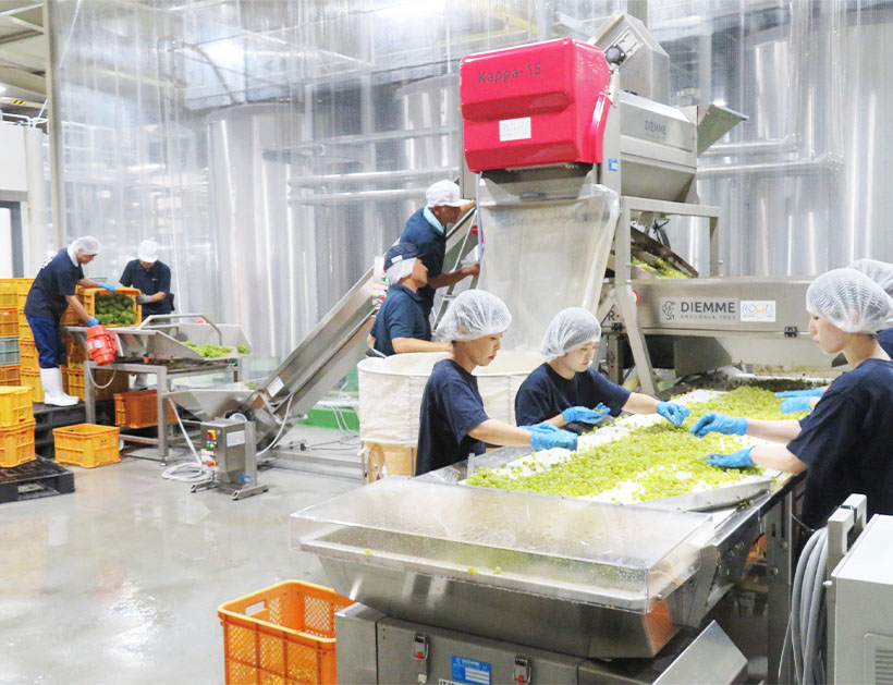 持続的供給：白鶴酒造　高品質なワイン造り強化　新醸造棟で初仕込み開始