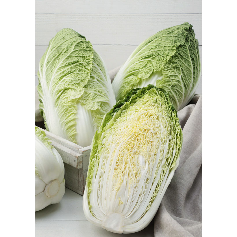 野菜・野菜加工特集：タキイ種苗　早生種「黄づつみ」　白菜の通年供給に貢献
