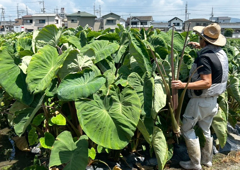 野菜・野菜加工特集：JA大阪泉州　伝統野菜「紅ずいき」　食文化守り生産量維持