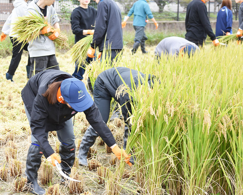 亀田製菓、「秋の収穫祭研修」開催　田植えの次は稲刈り