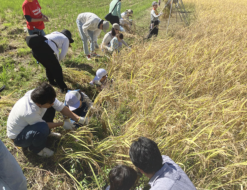 三菱電機関西支社、自然との共生学ぶ　“田んぼ体験”教室開催