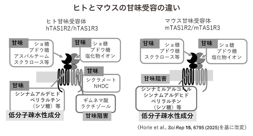 食品ニューテクノロジー研究会講演：農業・食品産業技術総合研究機構・日下部裕子&hellip;