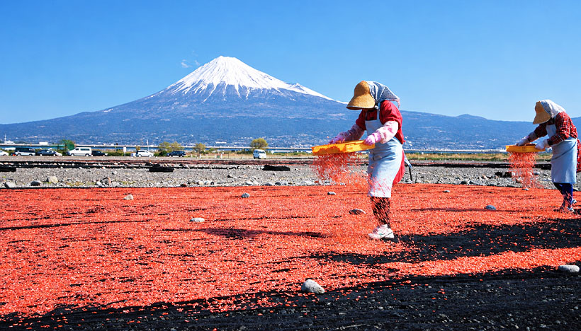 ◆静岡食産業特集：問われる食の産業基盤維持　サクラエビ漁回復傾向へ